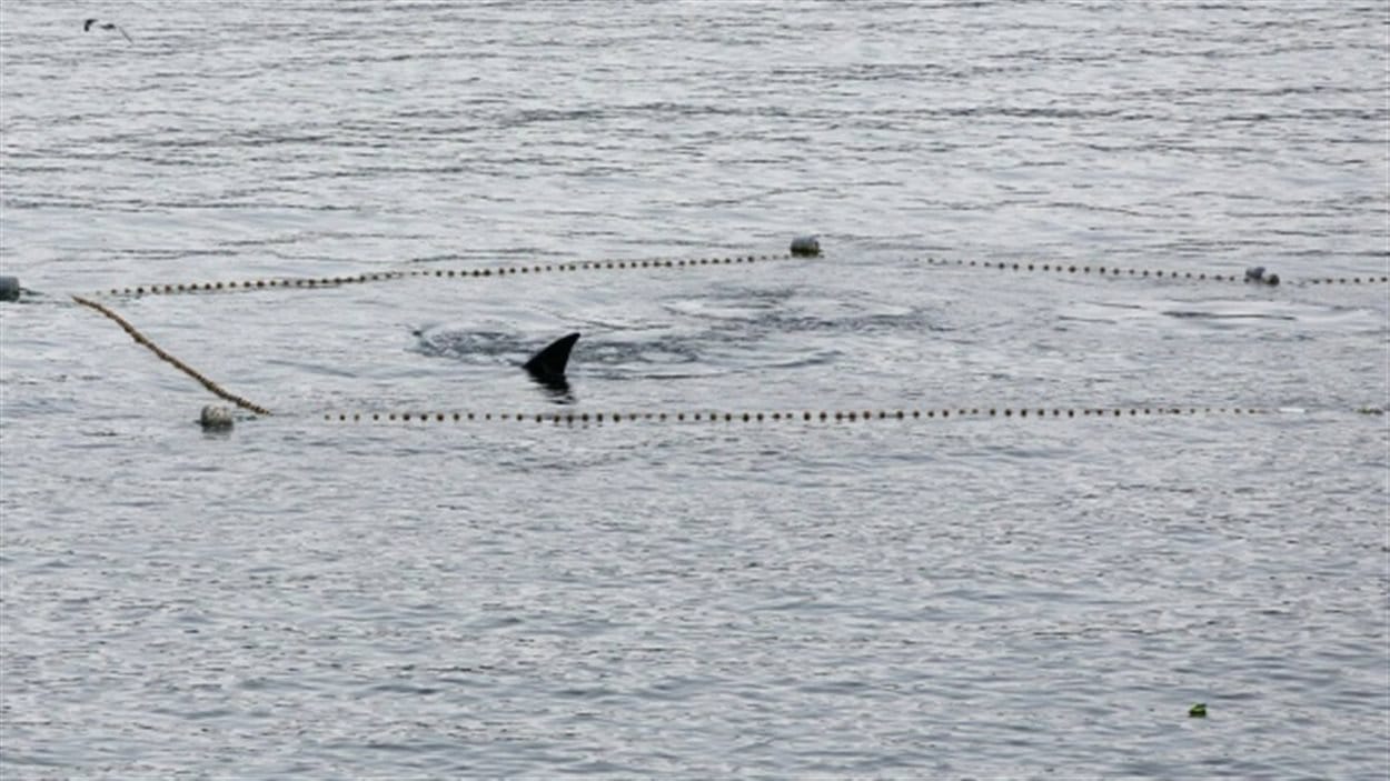 Une baleine franche de l'Atlantique Nord prise dans un filet de pêche au Cap-Breton.