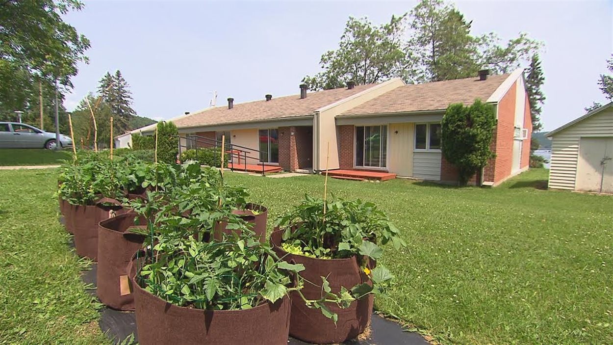 Le jardin communautaire « dans des sacs » des résidents de l'édifice à logements de l'Office municipal d'habitation de Témiscouata-sur-le-Lac