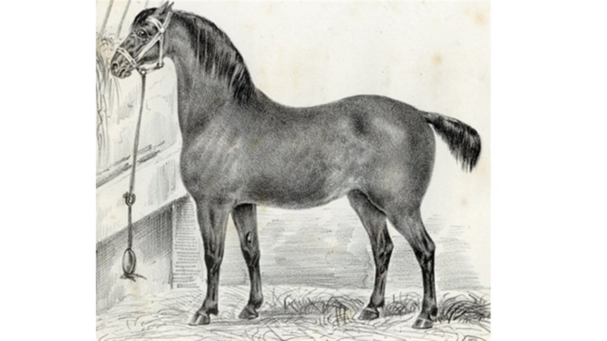 Un cheval normand de type carrossier noir du Cotentin