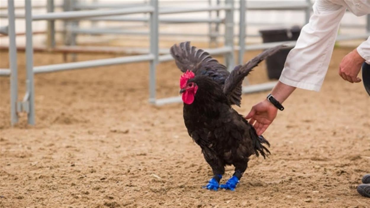 Des Pattes 3d Pour Un Coq De Calgary Radio Canada Ca