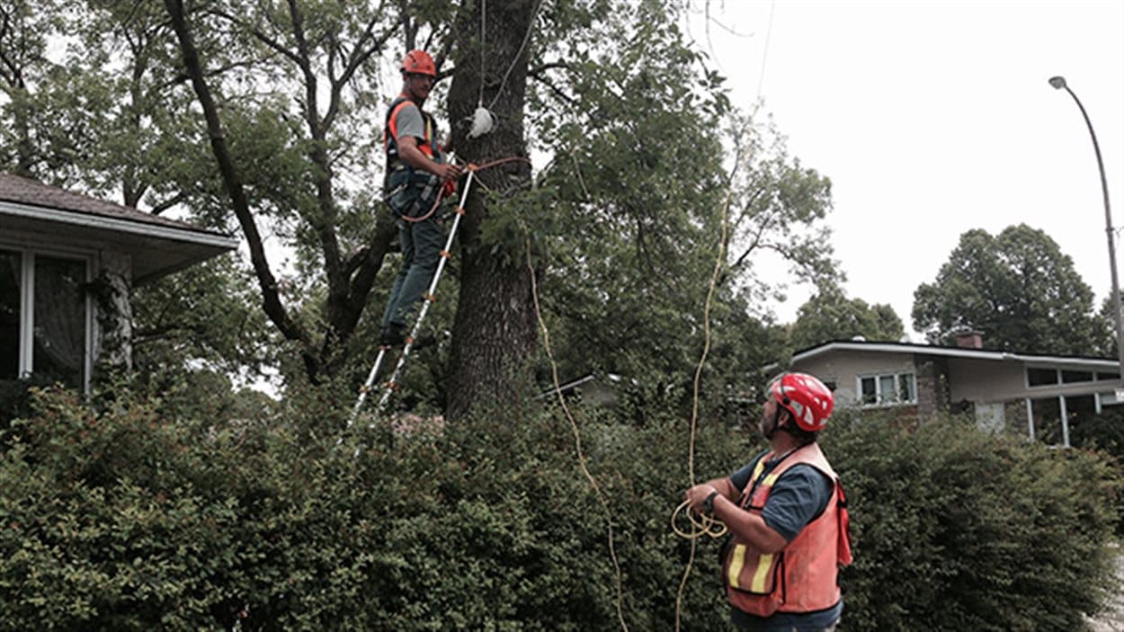 Des chercheurs inspectent les arbres touchés par l'agrile du frêne