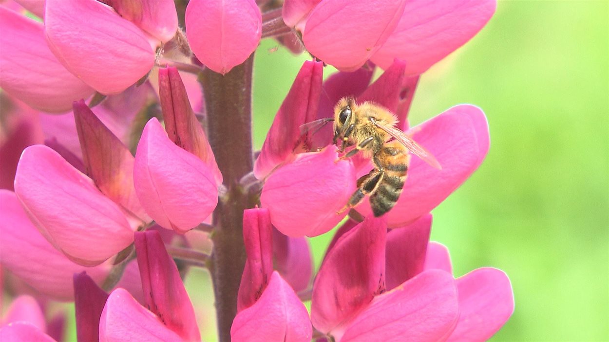 Une abeille butine une fleur
