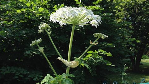 Berce Du Caucase La Plante Qui Br le Radio Canada berce-du-caucase-la-plante-qui-br-le-radio-canada
