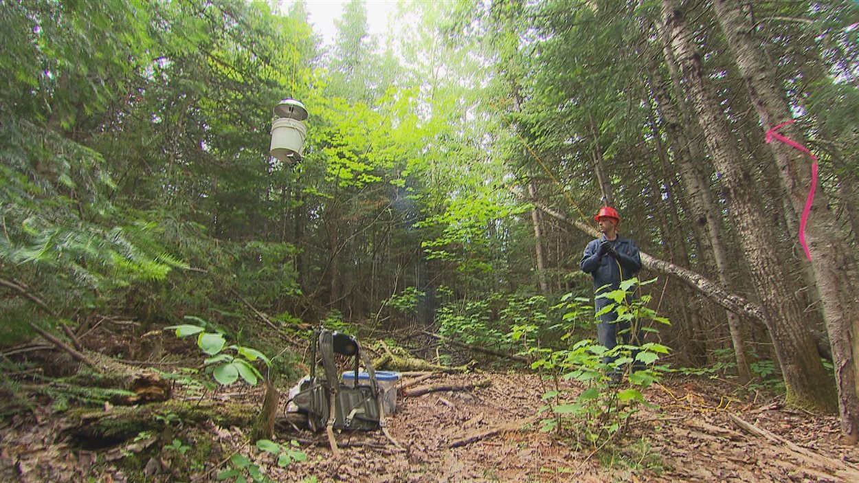 Un technicien forestier ramène au sol un piège à papillons de tordeuse