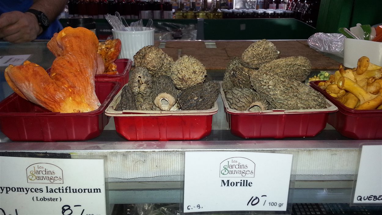 Des champillons sauvages au marché Jean-Talon
