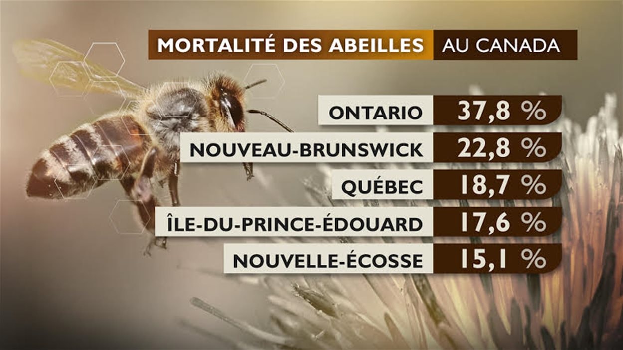 La mortalité des abeilles au Canada