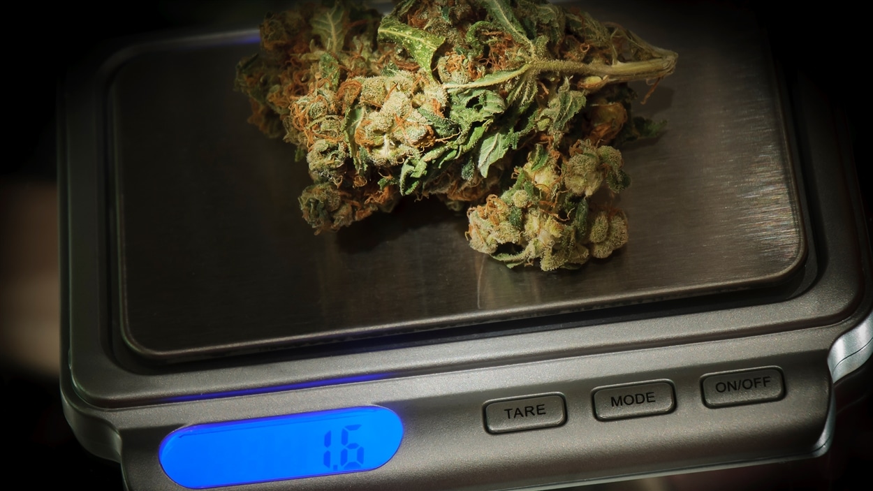 Des feuilles de marijuana sur une balance