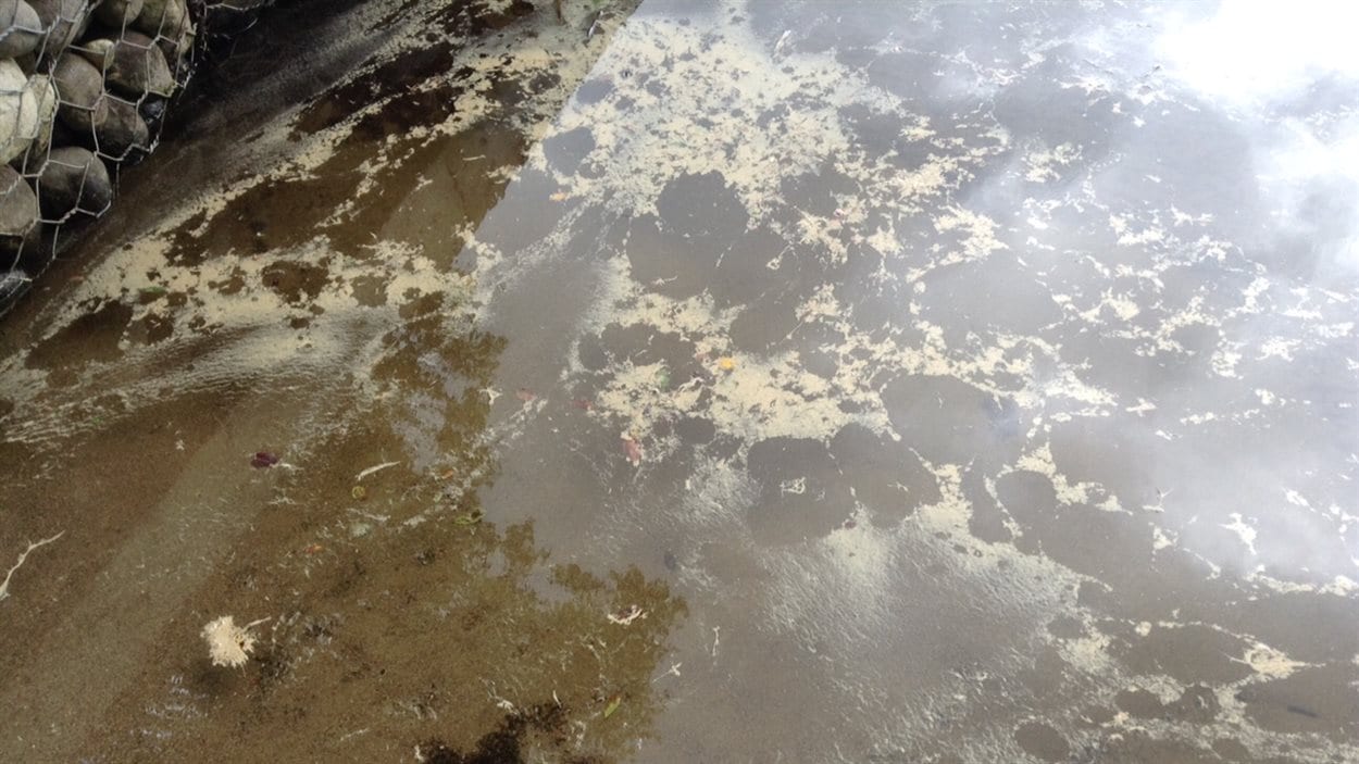 Une nappe d'huile est visible sur le lac Brochet, à Saint-David-de-Falardeau