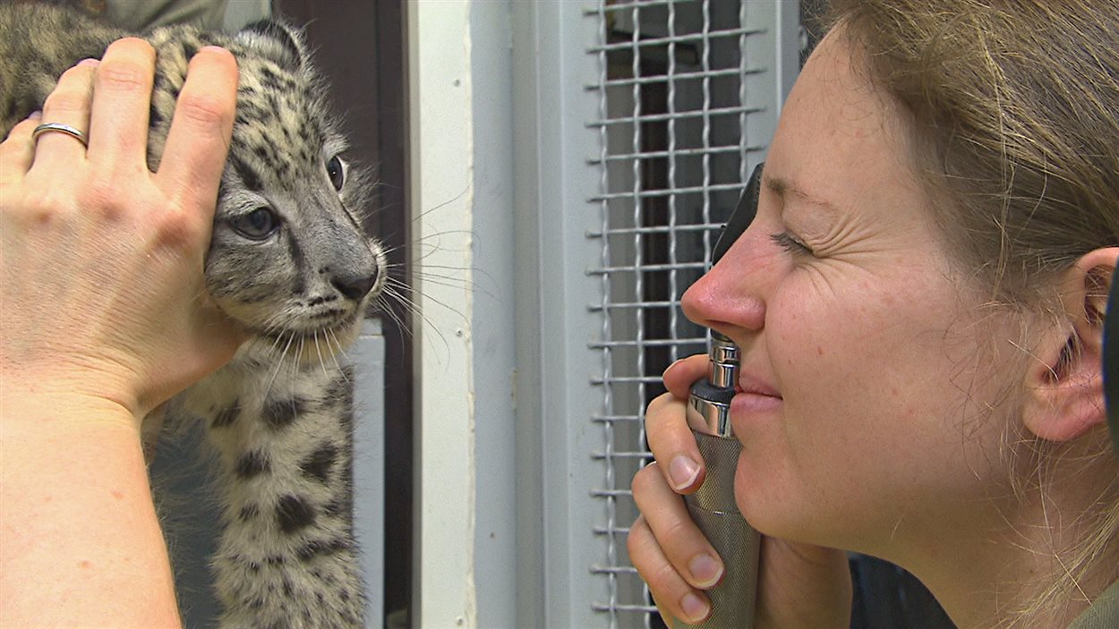 Un Premier Bilan De Sante Positif Pour Les Bebes Leopards Des Neiges Du Zoo De Granby Radio Canada Ca