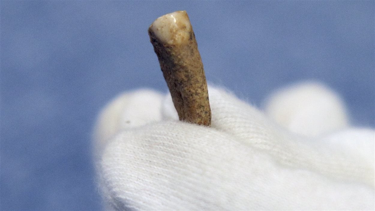 Une dent humaine vieille de 560 000 ans a été découverte dans les Pyrénées-Orientales.