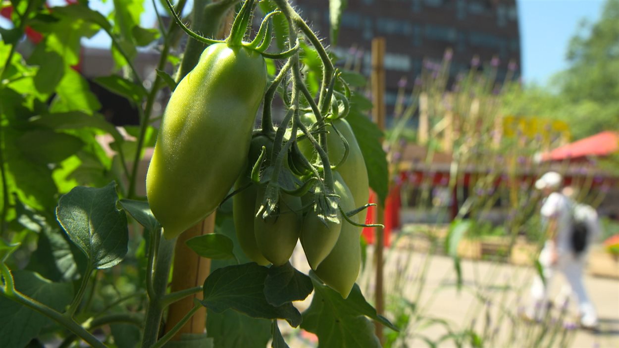 Un jardin potager pour itinérants