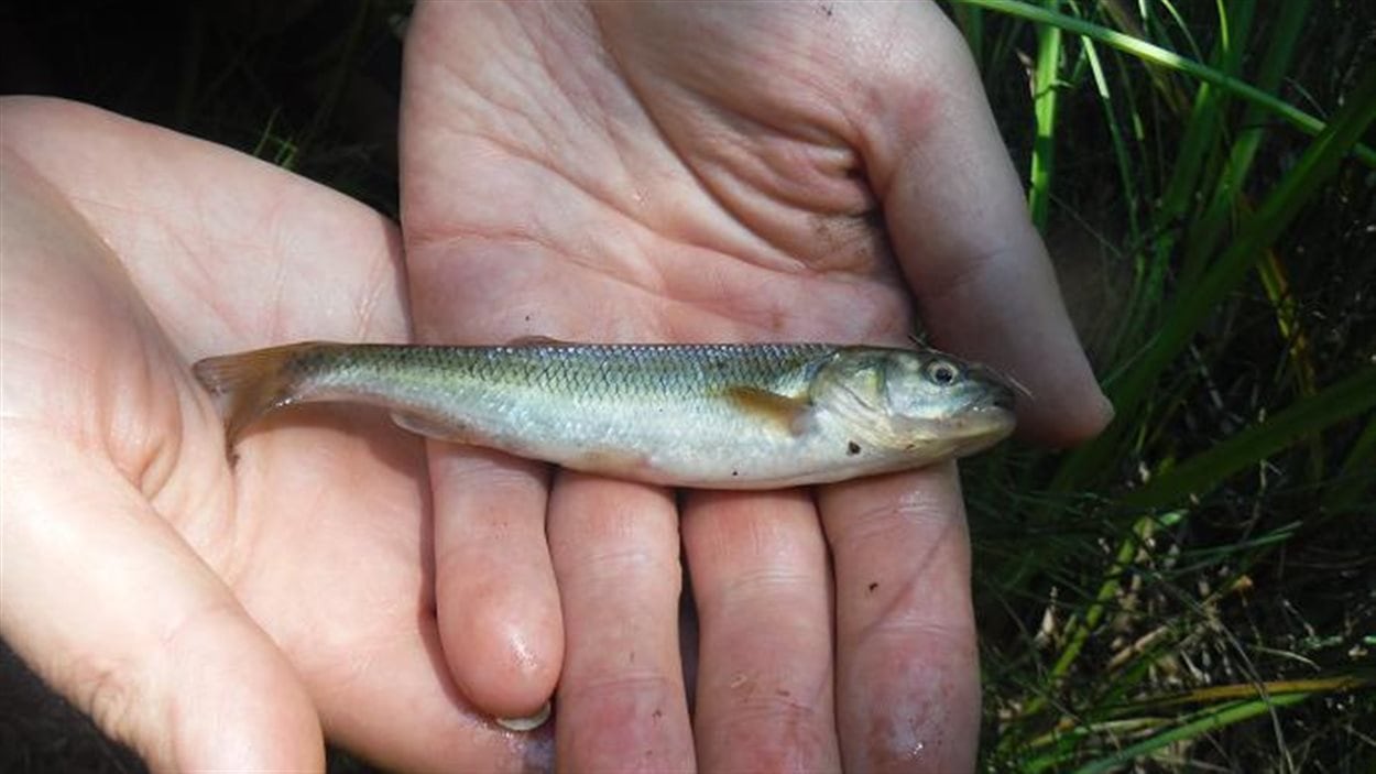 Ce poisson, un mulet à cornes, a été retrouvé dans le ruisseau Nolin de Sudbury. Une première en 25 ans.