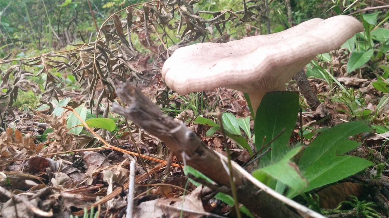 Un premier Festival des champignons forestiers au Kamouraska RadioCanada Un premier Festival des champignons forestiers au Kamouraska RadioCanada