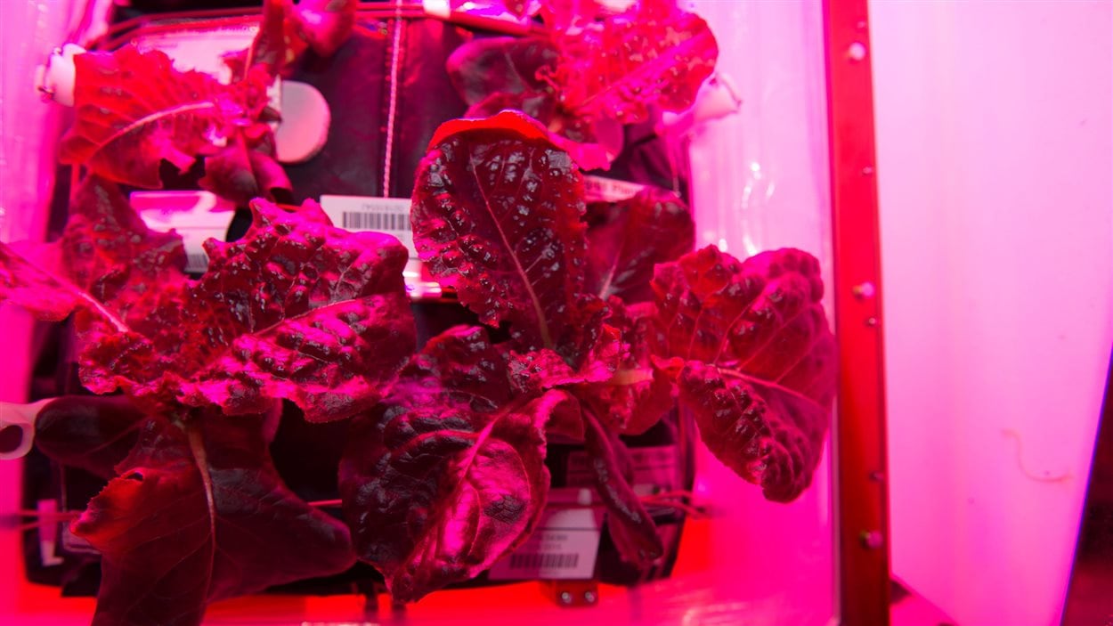 Laitue romaine rouge cultivée dans la Station spatiale internationale