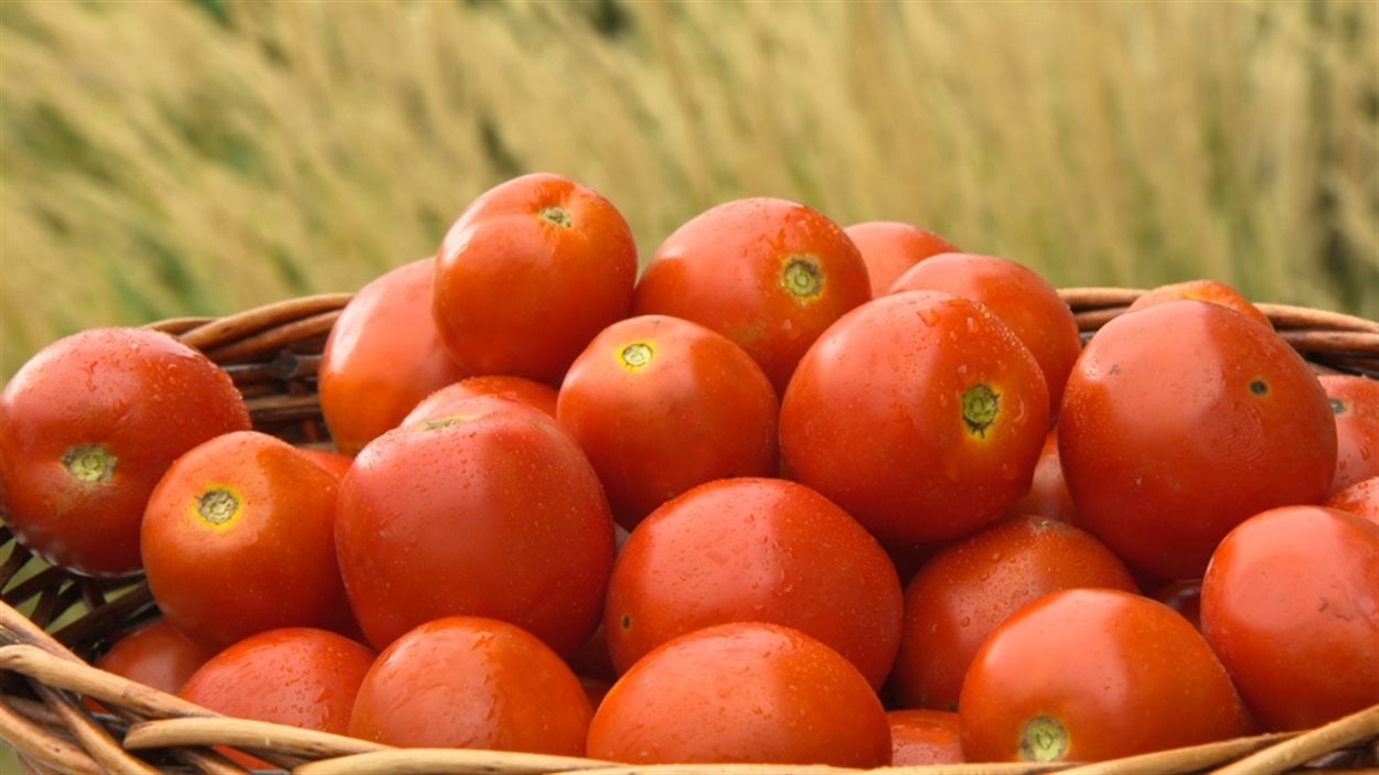 Des tomates italiennes.