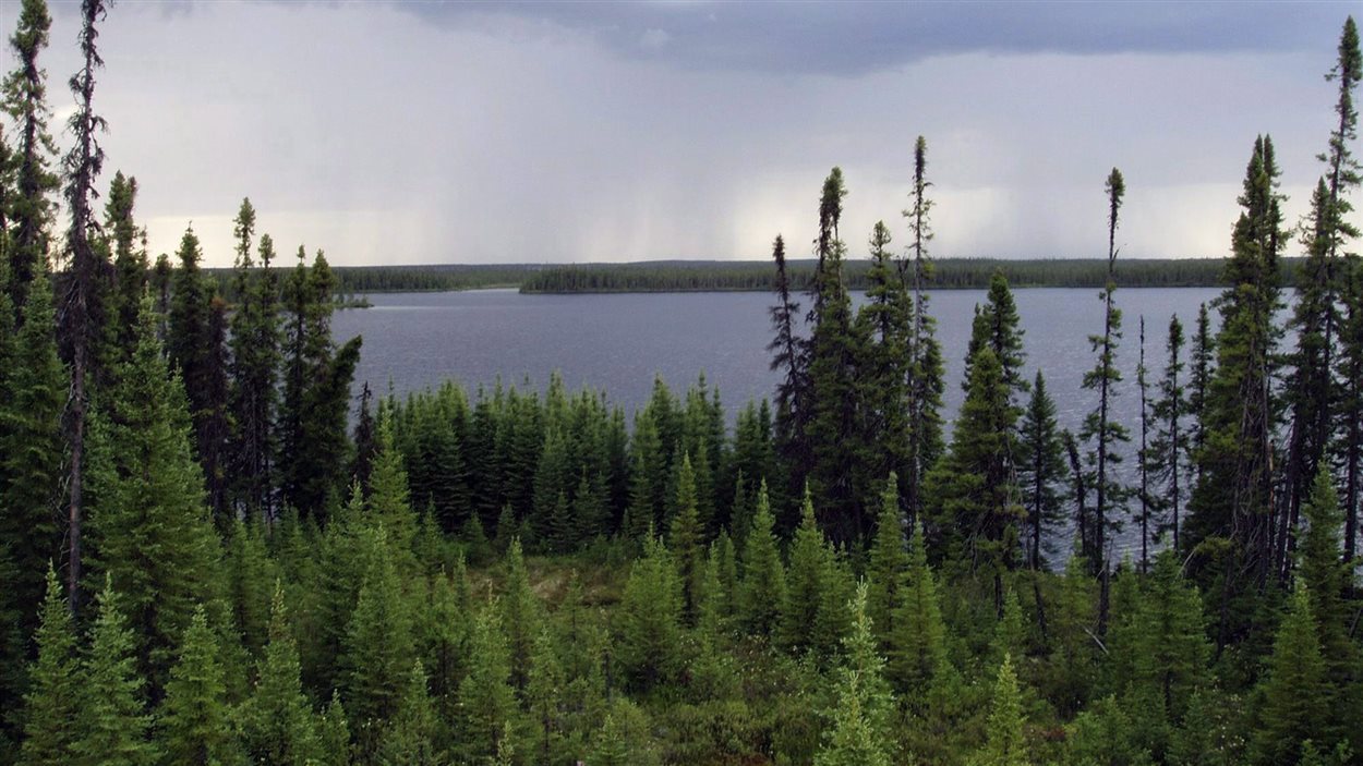 La forêt boréale au Québec