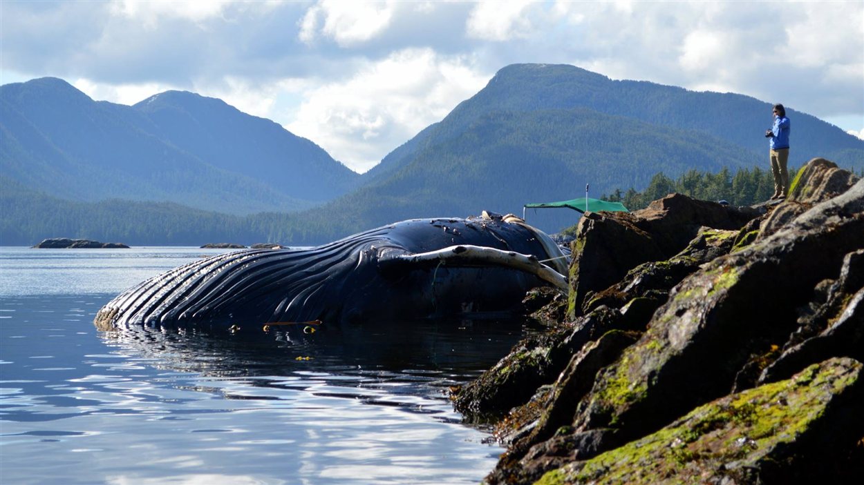 La baleine retrouvée morte sur la côte nord de la Colombie-Britannique