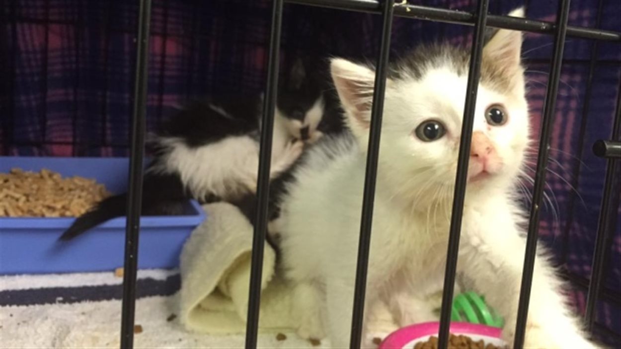 Une Epidemie Cause La Mort De 45 Chats Dans Un Refuge De Winnipeg Radio Canada Ca