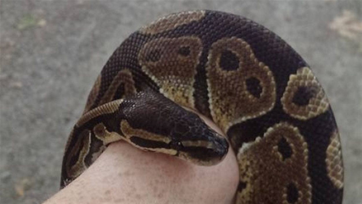 Un python découvert dans la nature à Burnaby | Radio-Canada