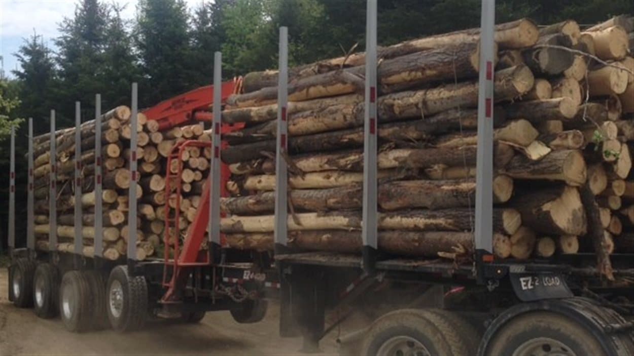 Les camions transportent le bois à l'extérieur de la forêt