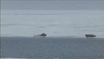 Guide sees record-long polar bear dive – RCI | English