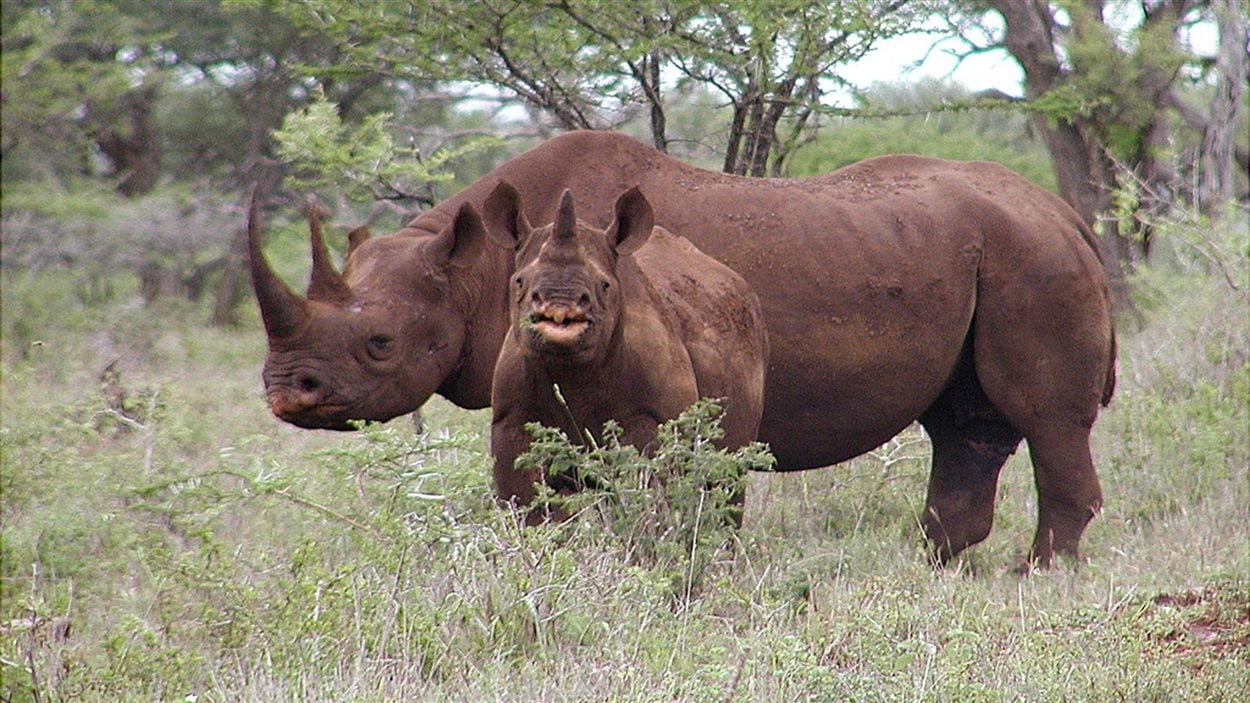 Des rhinocéros en Afrique du Sud (photo prise en janvier 2003)