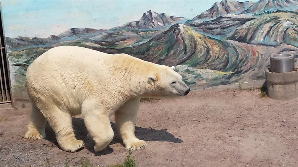 Les ours de l'Aquarium du Québec - Sépaq
