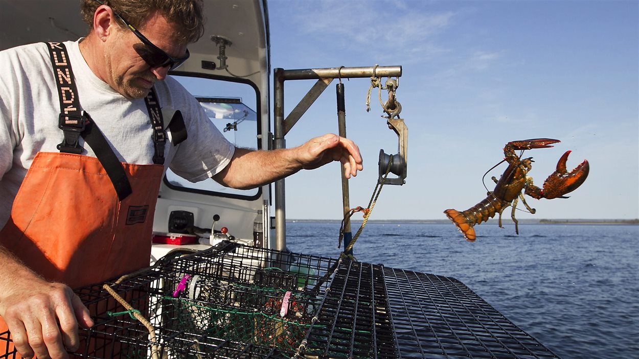 Un pêcheur de homards relâche une prise.
