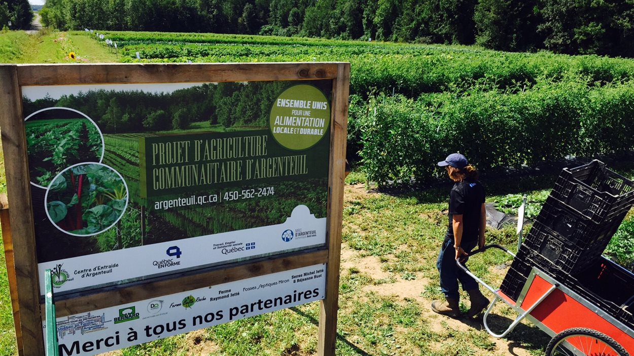 Le projet d'agriculture communautaire d'Argenteuil vient en aide à plus de 2000 personnes.