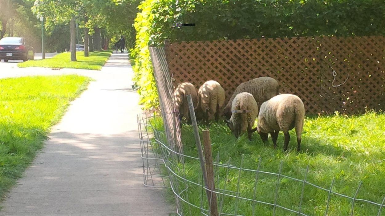Des moutons broutent l'herbe devant une maison à Saint-Boniface.