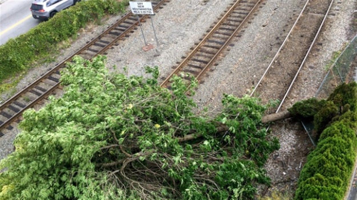 Des voies de chemins de fer bloqués par des arbres effondrés près de Coquitlam.