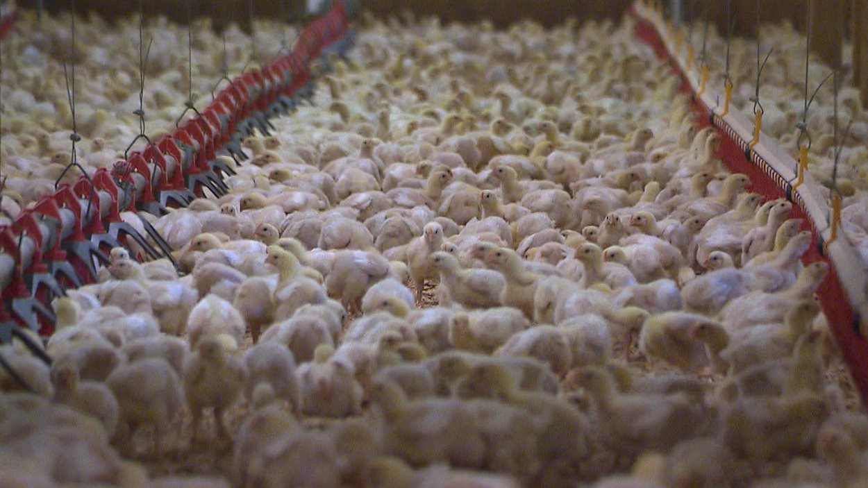 Un élevage de poulets