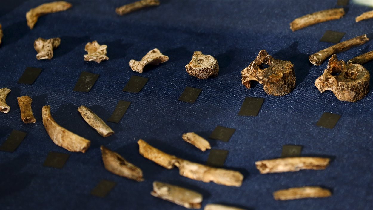 Les ossements d'Homo naledi ont été trouvés dans une cave située près des sites réputés de Sterkfontein et Swartkrans, à environ 50 km au nord-ouest de Johannesburg.