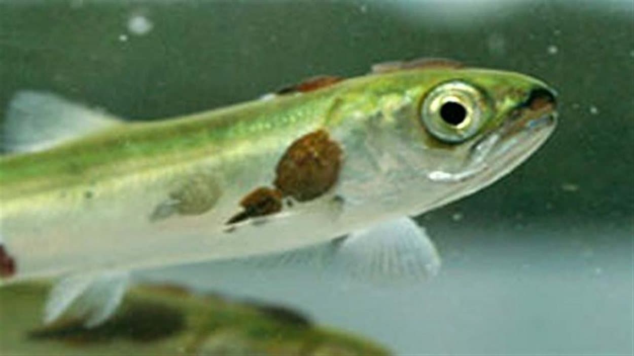Les saumons sauvage risquent de contracter la maladie du pou du saumon en migrant près d'enclos de saumons d'élevage