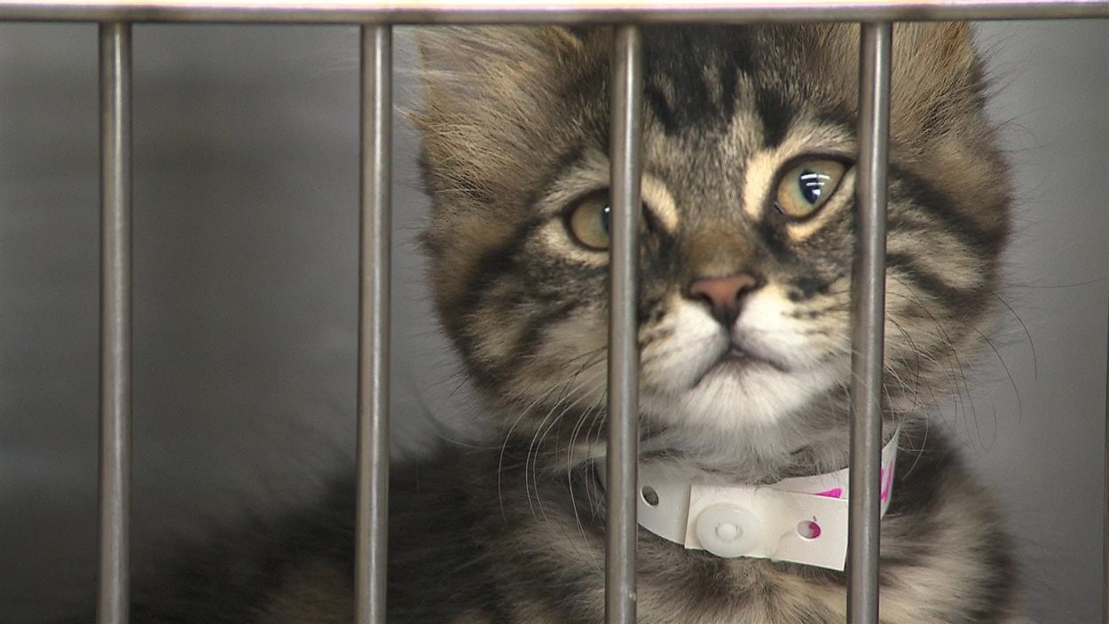 Un chaton en adoption à la SPCA de la Côte-Nord