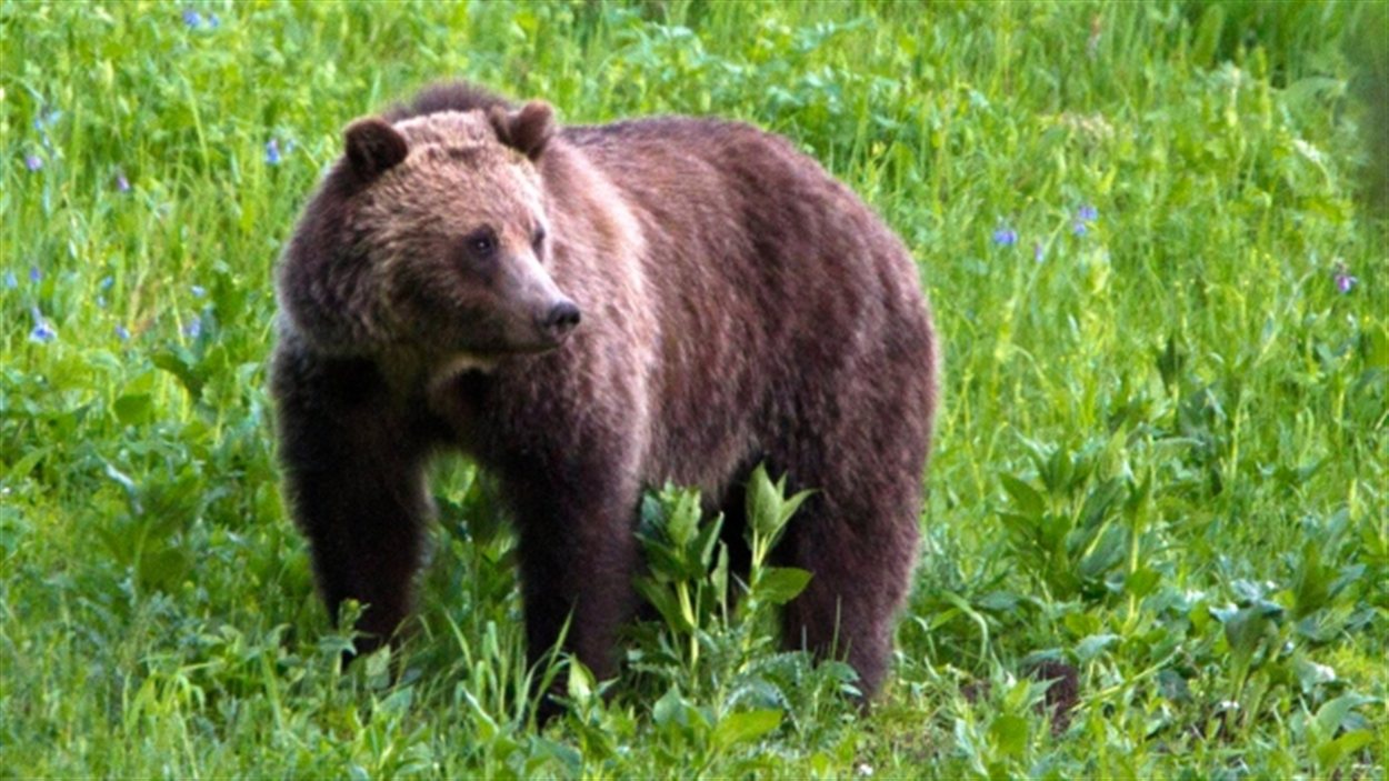 C.-B. : 4 Attaques De Grizzly En 2 Semaines | Radio-Canada