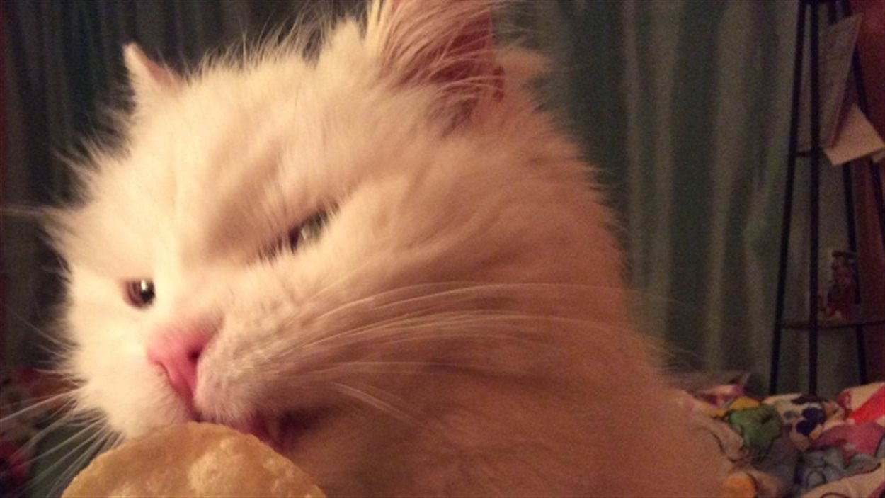 Un Chat Euthanasie Sans Le Consentement De La Proprietaire Radio Canada Ca Un Chat Euthanasie Sans Le Consentement De La Proprietaire Radio Canada Ca