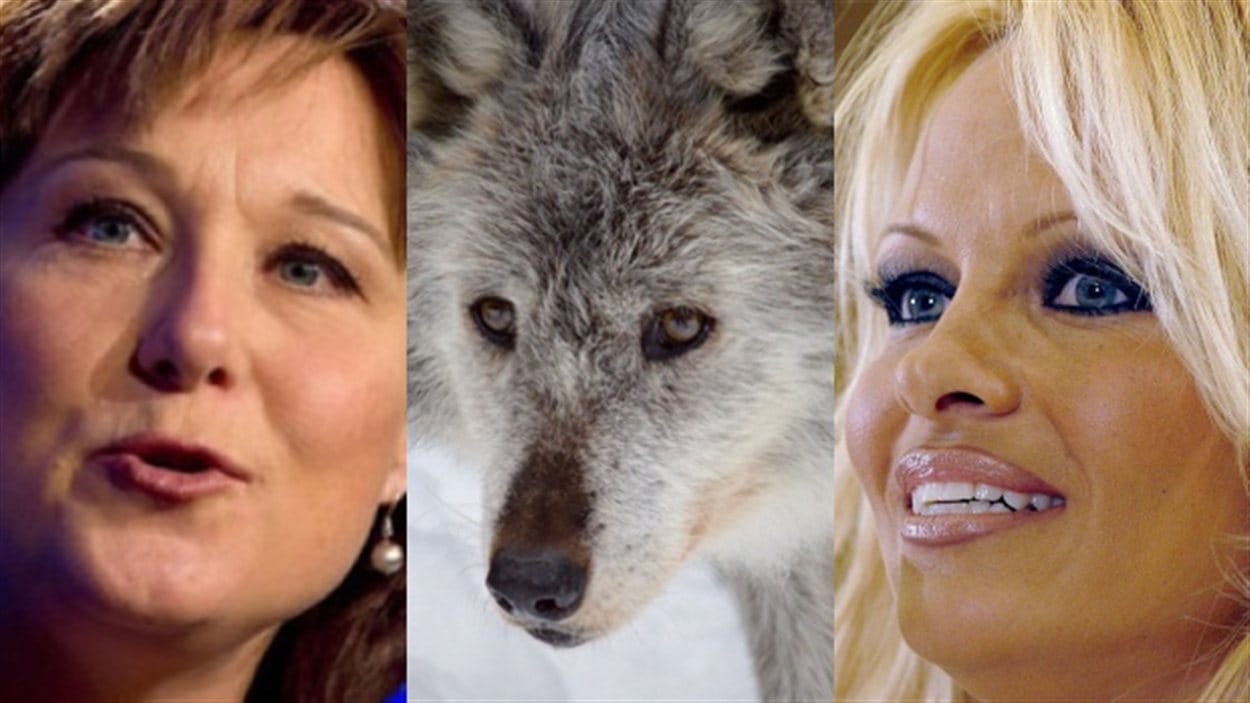 Pamela Anderson interpelle Christy Clark sur l'abattage des loups