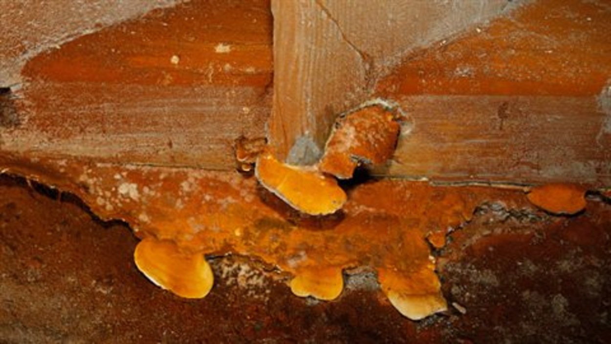 Présence de champignons dans le vide sanitaire