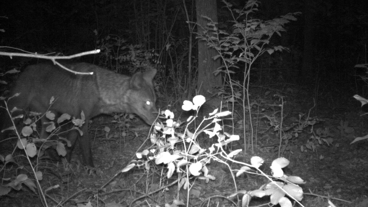 Un loup dans la forêt dans la région de Hillside Beach, au Manitoba