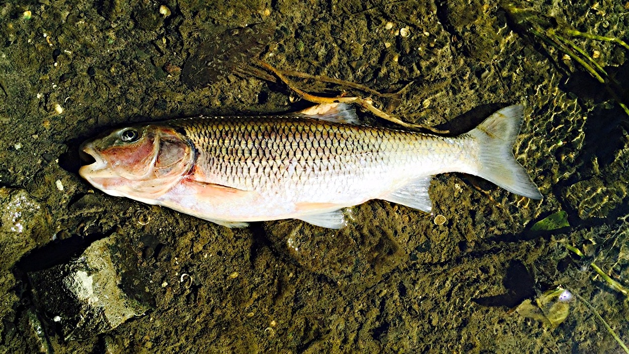 Plusieurs questions après la découverte de poissons morts RadioCanada.ca