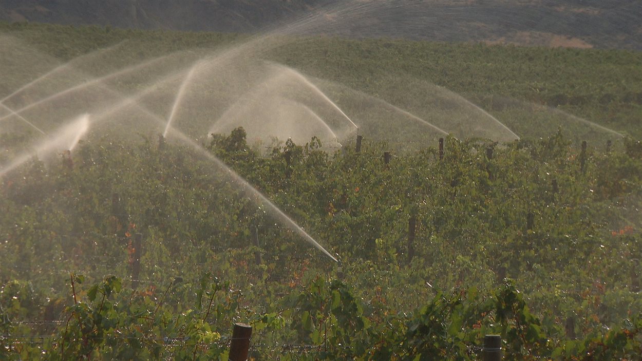 Des vignes arrosées dans la vallée de l'Okanagan