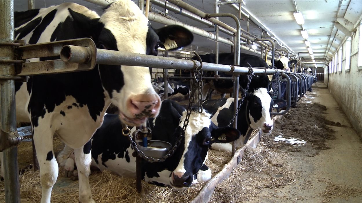 La ferme des Mille-Îles, l'une des deux dernières fermes laitières lavalloises.