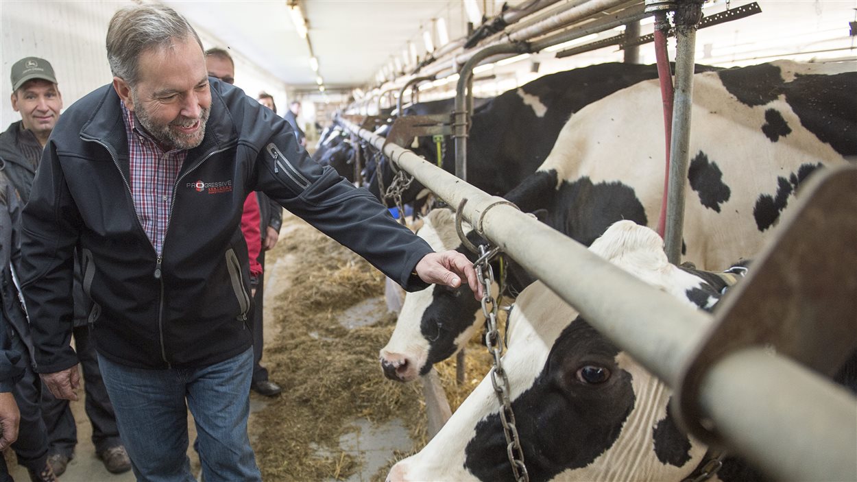 Thomas Mulcair visite une ferme laitière à Upton, en Montérégie.