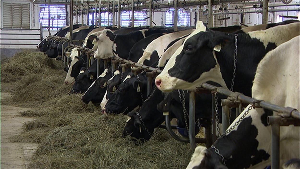Des vaches laitières dans une ferme.