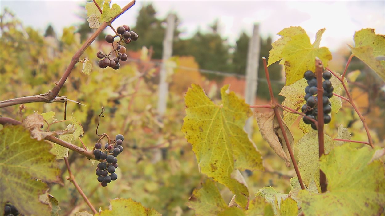 Perte totale au vignoble Le Domaine du Lac à SaintMathieudeRioux
