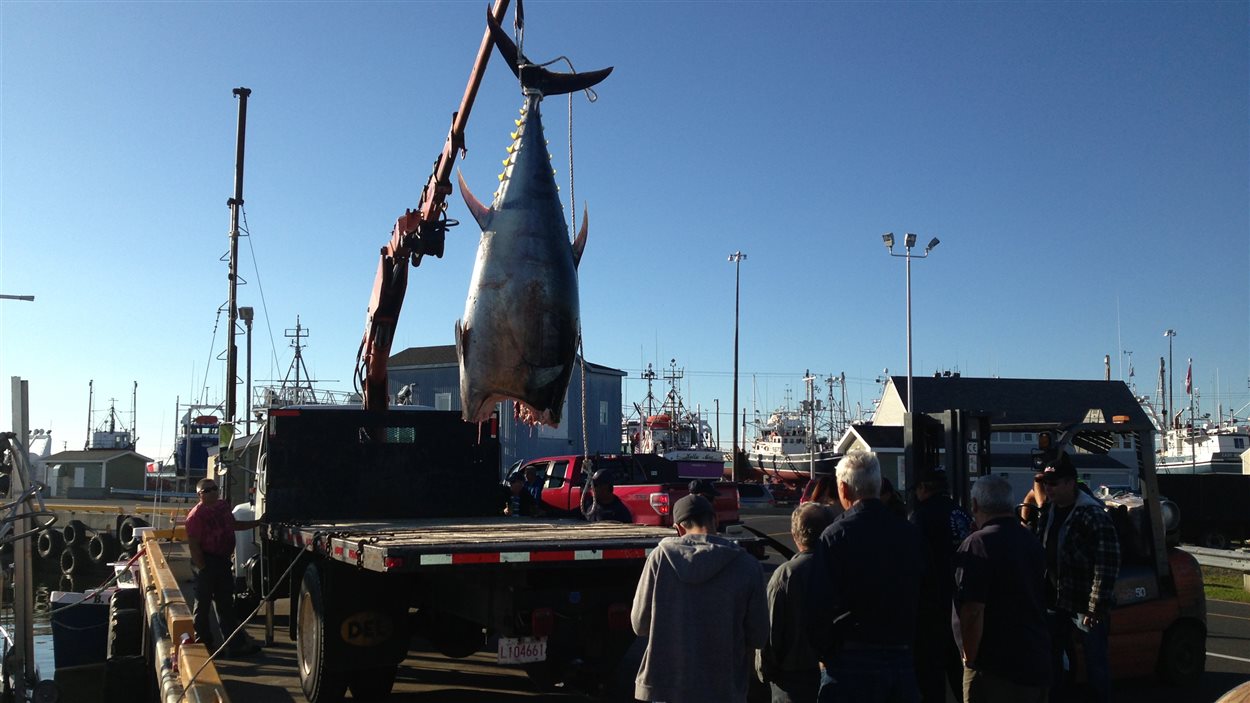 Un thon rouge est débarqué au quai de Shippagan