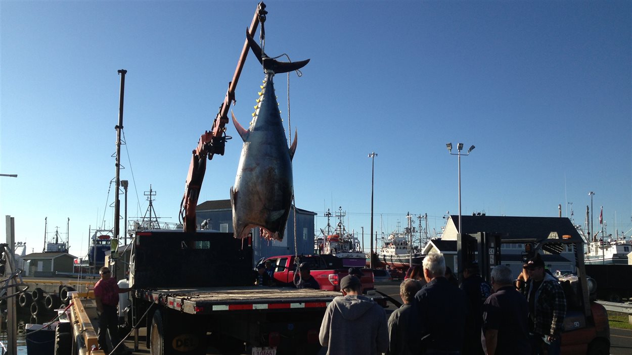 Un thon rouge est déchargé d'un bateau à Shippagan, au Nouveau-Brunswick.