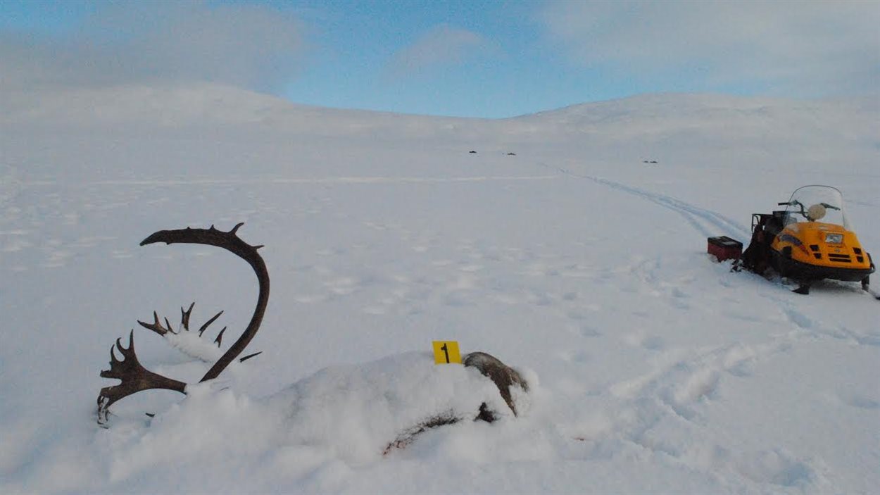 Un caribou mort à demi enseveli dans la neige