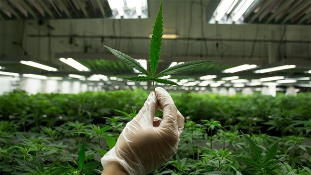 Une usine de production de marijuana